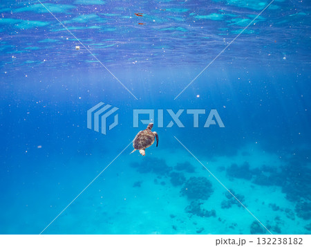 息継ぎをするために浮上するアオウミガメ。美しいサンゴ礁と熱帯魚の群れ。島尻郡慶良間諸島座間味島安室島 132238182