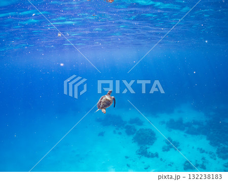 息継ぎをするために浮上するアオウミガメ。美しいサンゴ礁と熱帯魚の群れ。島尻郡慶良間諸島座間味島安室島 132238183