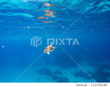 息継ぎをするために浮上するアオウミガメ。美しいサンゴ礁と熱帯魚の群れ。島尻郡慶良間諸島座間味島安室島 息継ぎをするために浮上するアオウミガメ。美しいサンゴ礁と熱帯魚の群れ。島尻郡慶良間諸島座間味島安室島 132238186