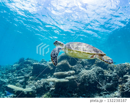 息継ぎをするために浮上するアオウミガメ。美しいサンゴ礁と熱帯魚の群れ。島尻郡慶良間諸島座間味島安室島 132238187