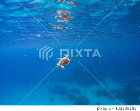 息継ぎをするために浮上するアオウミガメ。美しいサンゴ礁と熱帯魚の群れ。島尻郡慶良間諸島座間味島安室島 132238188