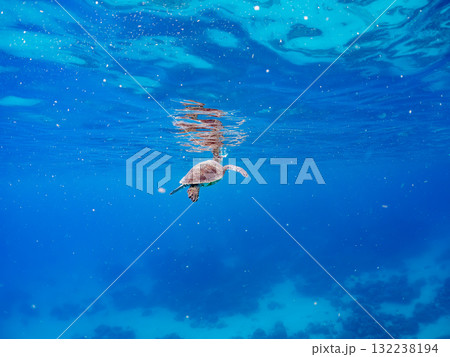 息継ぎをするために浮上するアオウミガメ。美しいサンゴ礁と熱帯魚の群れ。島尻郡慶良間諸島座間味島安室島 132238194