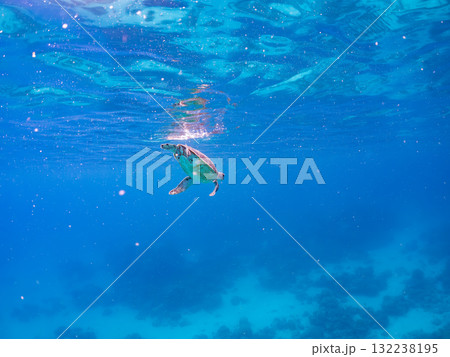 息継ぎをするために浮上するアオウミガメ。美しいサンゴ礁と熱帯魚の群れ。島尻郡慶良間諸島座間味島安室島 132238195