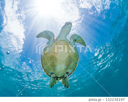 息継ぎをするために浮上するアオウミガメ。美しいサンゴ礁と熱帯魚の群れ。島尻郡慶良間諸島座間味島安室島 132238197