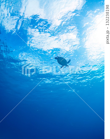 息継ぎをするために浮上するアオウミガメ。美しいサンゴ礁と熱帯魚の群れ。島尻郡慶良間諸島座間味島安室島 132238198