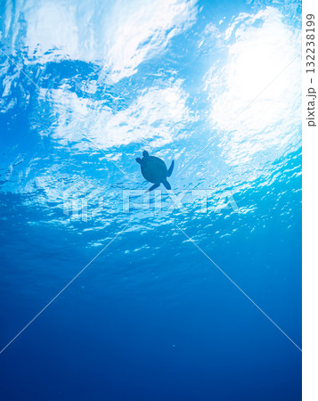 息継ぎをするために浮上するアオウミガメ。美しいサンゴ礁と熱帯魚の群れ。島尻郡慶良間諸島座間味島安室島 132238199