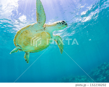 息継ぎをするために浮上するアオウミガメ。美しいサンゴ礁と熱帯魚の群れ。島尻郡慶良間諸島座間味島安室島 132238202