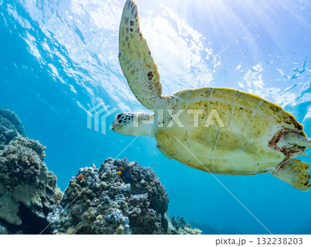 息継ぎをするために浮上するアオウミガメ。美しいサンゴ礁と熱帯魚の群れ。島尻郡慶良間諸島座間味島安室島 132238203