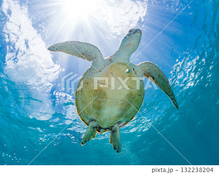 息継ぎをするために浮上するアオウミガメ。美しいサンゴ礁と熱帯魚の群れ。島尻郡慶良間諸島座間味島安室島 132238204