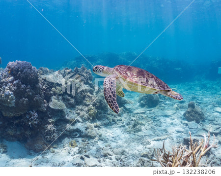 息継ぎをするために浮上するアオウミガメ。美しいサンゴ礁と熱帯魚の群れ。島尻郡慶良間諸島座間味島安室島 息継ぎをするために浮上するアオウミガメ。美しいサンゴ礁と熱帯魚の群れ。島尻郡慶良間諸島座間味島安室島 132238206
