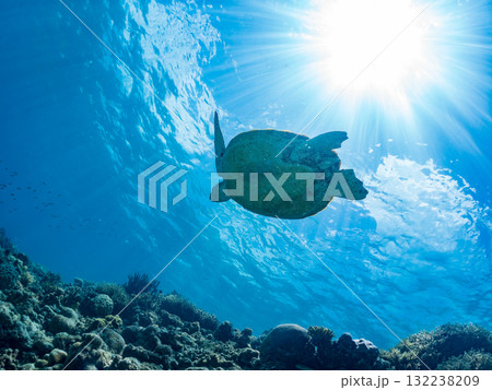 息継ぎをするために浮上するアオウミガメ。美しいサンゴ礁と熱帯魚の群れ。島尻郡慶良間諸島座間味島安室島 132238209