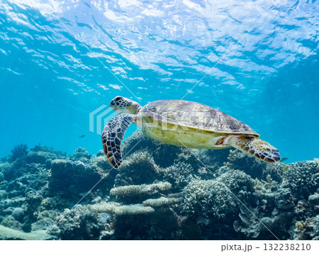 息継ぎをするために浮上するアオウミガメ。美しいサンゴ礁と熱帯魚の群れ。島尻郡慶良間諸島座間味島安室島 息継ぎをするために浮上するアオウミガメ。美しいサンゴ礁と熱帯魚の群れ。島尻郡慶良間諸島座間味島安室島 132238210