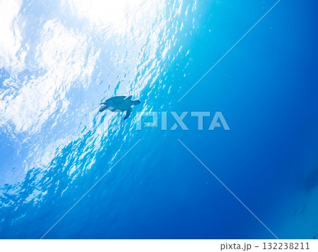 息継ぎをするために浮上するアオウミガメ。美しいサンゴ礁と熱帯魚の群れ。島尻郡慶良間諸島座間味島安室島 132238211