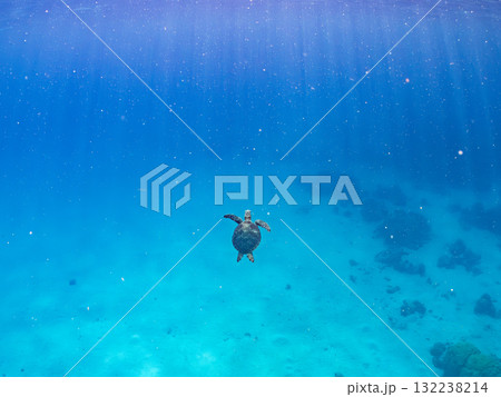 息継ぎをするために浮上するアオウミガメ。美しいサンゴ礁と熱帯魚の群れ。島尻郡慶良間諸島座間味島安室島 132238214