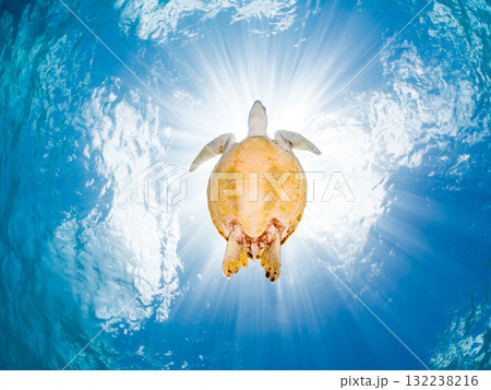 息継ぎをするために浮上するアオウミガメ。美しいサンゴ礁と熱帯魚の群れ。島尻郡慶良間諸島座間味島安室島 132238216