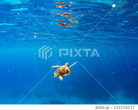 息継ぎをするために浮上するアオウミガメ。美しいサンゴ礁と熱帯魚の群れ。島尻郡慶良間諸島座間味島安室島 息継ぎをするために浮上するアオウミガメ。美しいサンゴ礁と熱帯魚の群れ。島尻郡慶良間諸島座間味島安室島 132238217