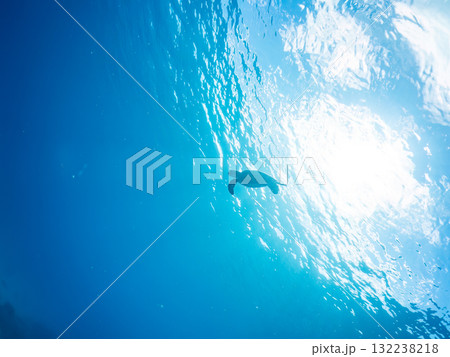 息継ぎをするために浮上するアオウミガメ。美しいサンゴ礁と熱帯魚の群れ。島尻郡慶良間諸島座間味島安室島 132238218