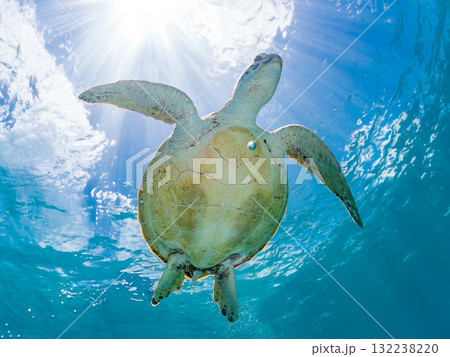 息継ぎをするために浮上するアオウミガメ。美しいサンゴ礁と熱帯魚の群れ。島尻郡慶良間諸島座間味島安室島 132238220