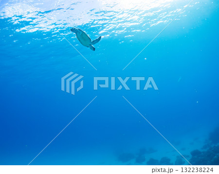 息継ぎをするために浮上するアオウミガメ。美しいサンゴ礁と熱帯魚の群れ。島尻郡慶良間諸島座間味島安室島 132238224