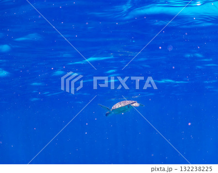 息継ぎをするために浮上するアオウミガメ。美しいサンゴ礁と熱帯魚の群れ。島尻郡慶良間諸島座間味島安室島 132238225