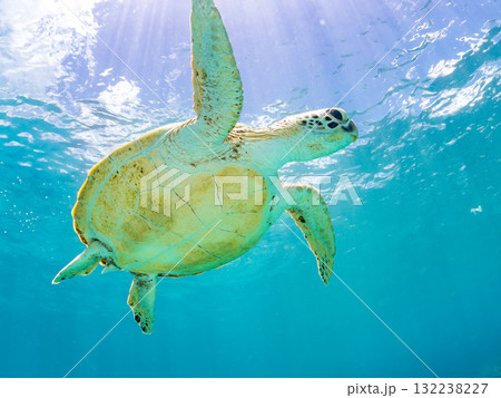 息継ぎをするために浮上するアオウミガメ。美しいサンゴ礁と熱帯魚の群れ。島尻郡慶良間諸島座間味島安室島 132238227