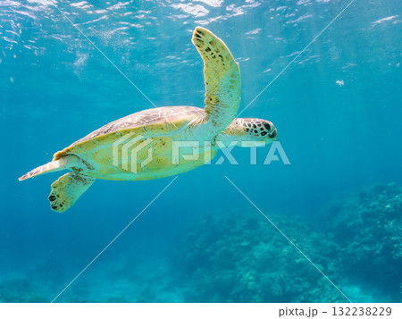 息継ぎをするために浮上するアオウミガメ。美しいサンゴ礁と熱帯魚の群れ。島尻郡慶良間諸島座間味島安室島 132238229