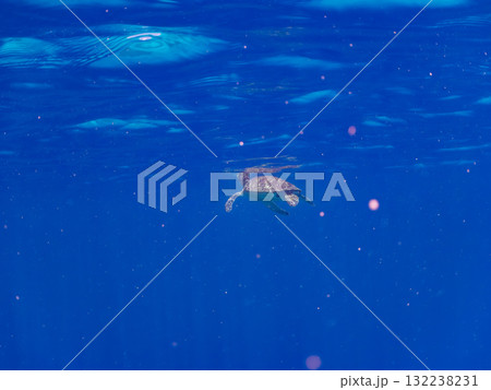 息継ぎをするために浮上するアオウミガメ。美しいサンゴ礁と熱帯魚の群れ。島尻郡慶良間諸島座間味島安室島 132238231