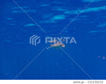 息継ぎをするために浮上するアオウミガメ。美しいサンゴ礁と熱帯魚の群れ。島尻郡慶良間諸島座間味島安室島 息継ぎをするために浮上するアオウミガメ。美しいサンゴ礁と熱帯魚の群れ。島尻郡慶良間諸島座間味島安室島 132238232