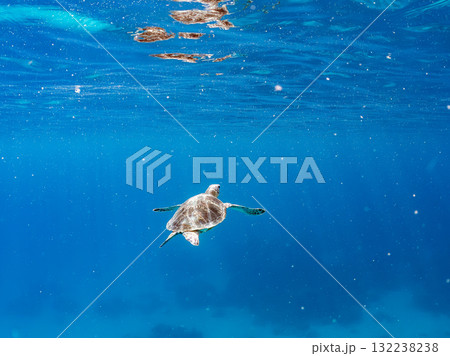 息継ぎをするために浮上するアオウミガメ。美しいサンゴ礁と熱帯魚の群れ。島尻郡慶良間諸島座間味島安室島 132238238