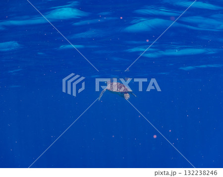 息継ぎをするために浮上するアオウミガメ。美しいサンゴ礁と熱帯魚の群れ。島尻郡慶良間諸島座間味島安室島 132238246