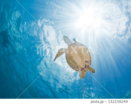 息継ぎをするために浮上するアオウミガメ。美しいサンゴ礁と熱帯魚の群れ。島尻郡慶良間諸島座間味島安室島 132238249