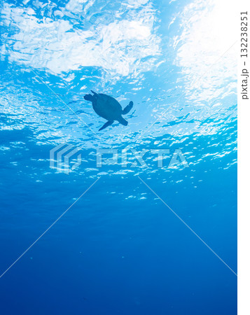 息継ぎをするために浮上するアオウミガメ。美しいサンゴ礁と熱帯魚の群れ。島尻郡慶良間諸島座間味島安室島 132238251