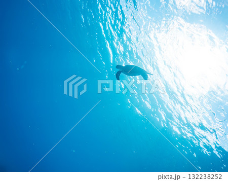 息継ぎをするために浮上するアオウミガメ。美しいサンゴ礁と熱帯魚の群れ。島尻郡慶良間諸島座間味島安室島 132238252