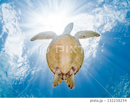 息継ぎをするために浮上するアオウミガメ。美しいサンゴ礁と熱帯魚の群れ。島尻郡慶良間諸島座間味島安室島 132238254