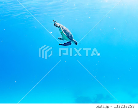 息継ぎをするために浮上するアオウミガメ。美しいサンゴ礁と熱帯魚の群れ。島尻郡慶良間諸島座間味島安室島 息継ぎをするために浮上するアオウミガメ。美しいサンゴ礁と熱帯魚の群れ。島尻郡慶良間諸島座間味島安室島 132238255