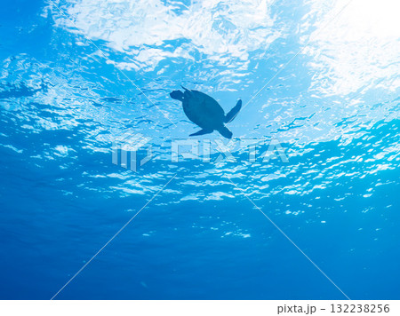 息継ぎをするために浮上するアオウミガメ。美しいサンゴ礁と熱帯魚の群れ。島尻郡慶良間諸島座間味島安室島 132238256