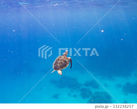 息継ぎをするために浮上するアオウミガメ。美しいサンゴ礁と熱帯魚の群れ。島尻郡慶良間諸島座間味島安室島 132238257