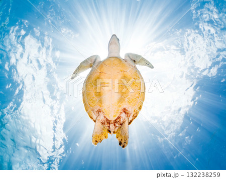息継ぎをするために浮上するアオウミガメ。美しいサンゴ礁と熱帯魚の群れ。島尻郡慶良間諸島座間味島安室島 息継ぎをするために浮上するアオウミガメ。美しいサンゴ礁と熱帯魚の群れ。島尻郡慶良間諸島座間味島安室島 132238259