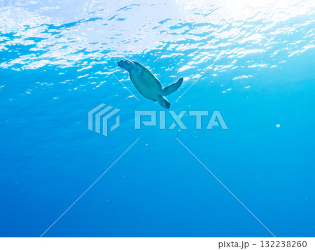 息継ぎをするために浮上するアオウミガメ。美しいサンゴ礁と熱帯魚の群れ。島尻郡慶良間諸島座間味島安室島 132238260