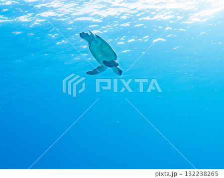 息継ぎをするために浮上するアオウミガメ。美しいサンゴ礁と熱帯魚の群れ。島尻郡慶良間諸島座間味島安室島 132238265