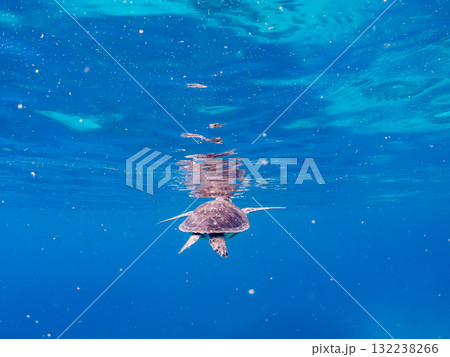 息継ぎをするために浮上するアオウミガメ。美しいサンゴ礁と熱帯魚の群れ。島尻郡慶良間諸島座間味島安室島 132238266