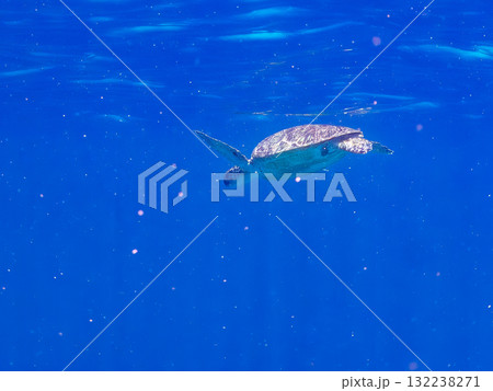 息継ぎをするために浮上するアオウミガメ。美しいサンゴ礁と熱帯魚の群れ。島尻郡慶良間諸島座間味島安室島 132238271