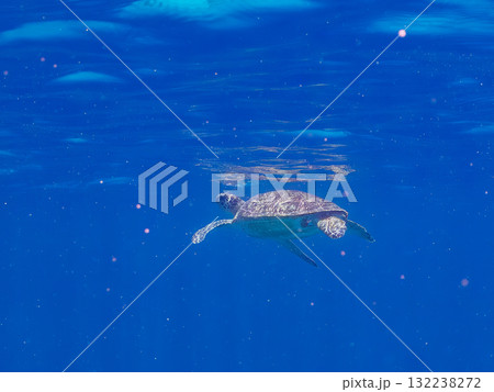 息継ぎをするために浮上するアオウミガメ。美しいサンゴ礁と熱帯魚の群れ。島尻郡慶良間諸島座間味島安室島 132238272
