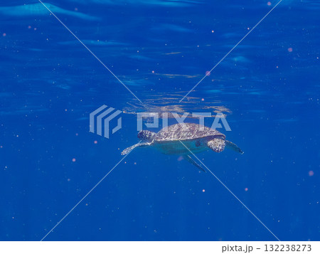 息継ぎをするために浮上するアオウミガメ。美しいサンゴ礁と熱帯魚の群れ。島尻郡慶良間諸島座間味島安室島 132238273