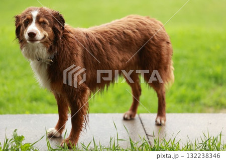 Brown and white dog is standing in a grassy area Brown and white dog is standing in a grassy area 132238346