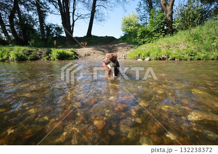A dog is swimming in a river with rocks in the water 132238372
