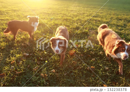 Three dogs are standing in a grassy fieldの写真素材 [132238378] - PIXTA