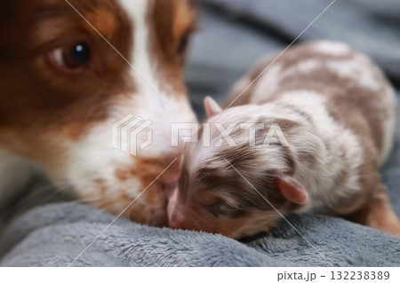 A mother dog is licking her baby dog 132238389