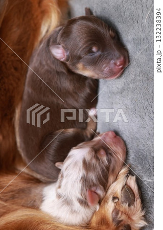 Three puppies are sleeping on a bed Three puppies are sleeping on a bed 132238394