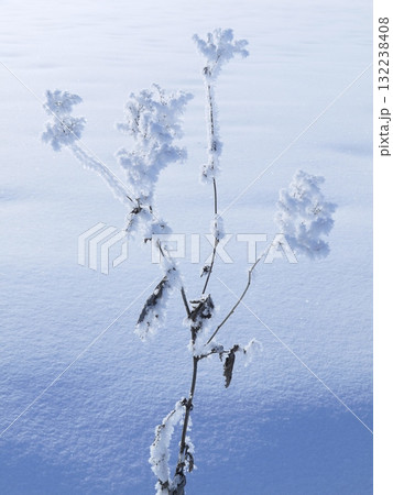 Small branch covered in frost and snow Small branch covered in frost and snow 132238408